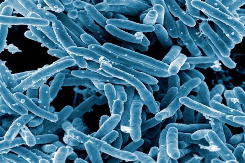 how mathematics can help us tell bacteria apart