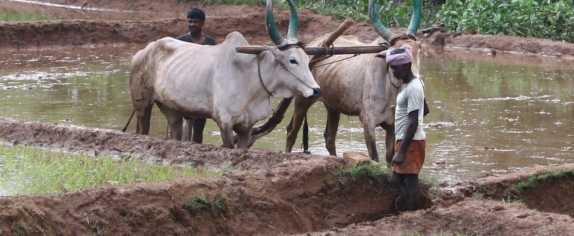 did india s green revolution strategy take into account research on traditional varieties of rice 