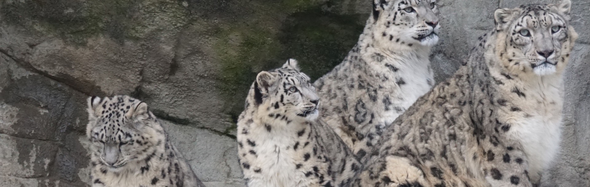 how geography created three subspecies of snow leopard