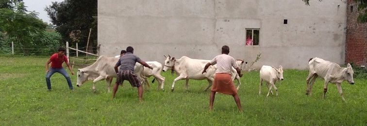  gau raksha has turned cattle into enemies of farmers 