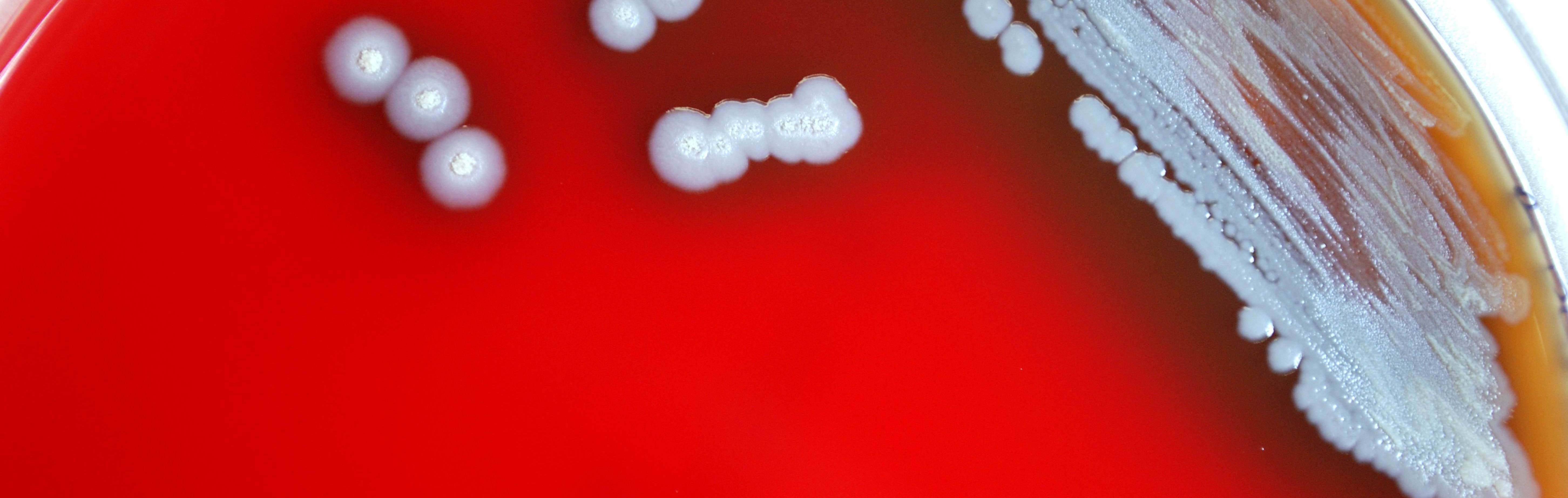 a mystique among microbes