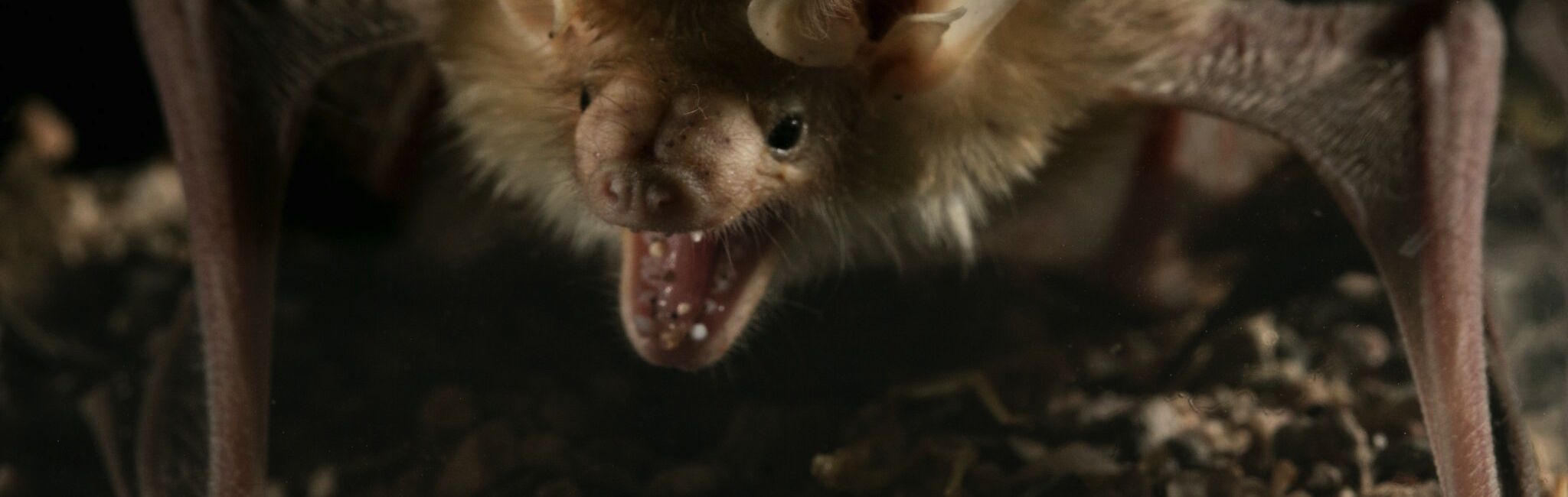 the bat that feels no pain  and other incredible living things