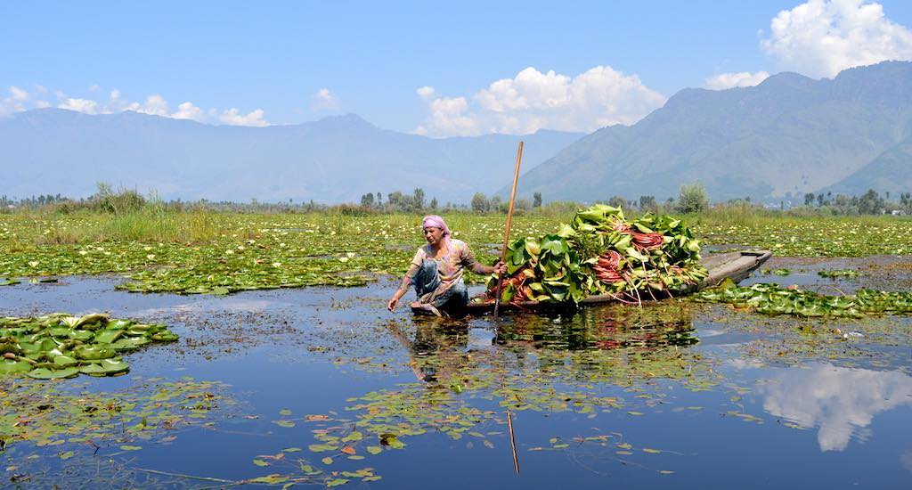kashmir s dwindling wular lake threatens livelihood