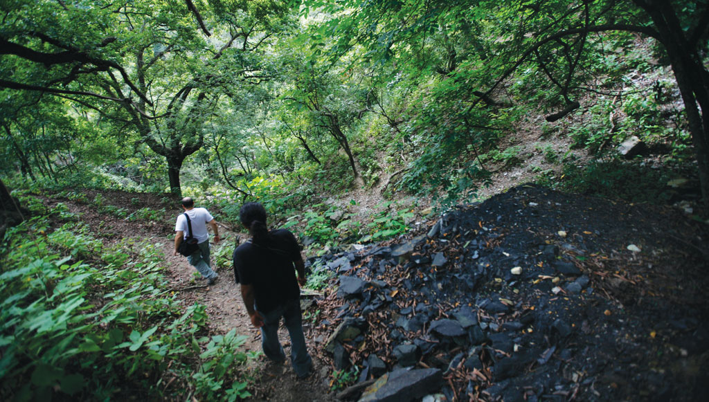 how effective is forest certification 