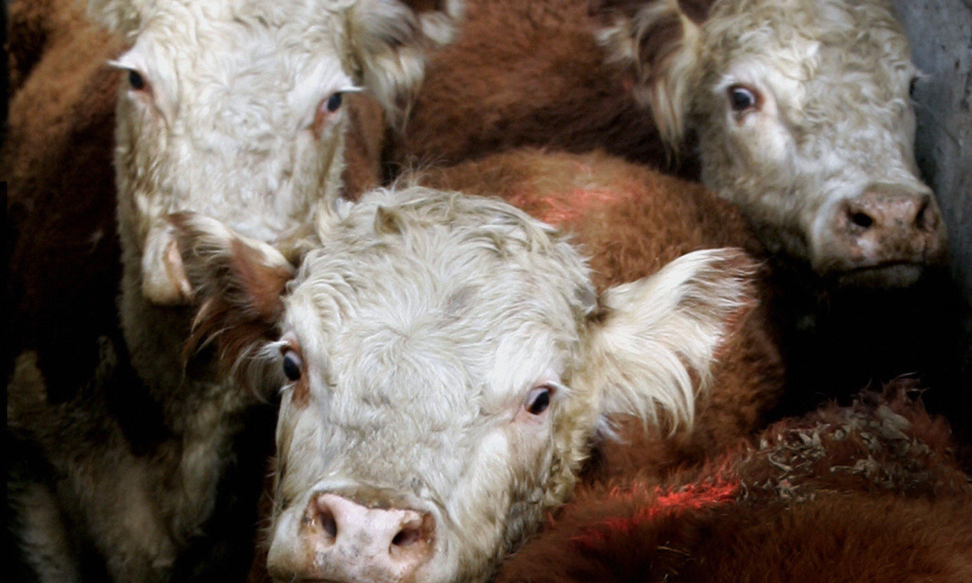 Is the 'Humane' Killing of Animals Still Wrong? - The Wire