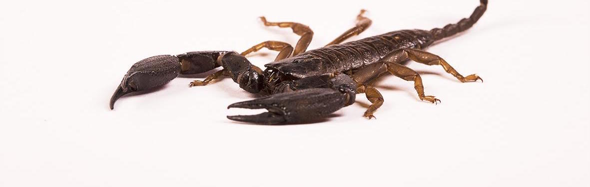 Scorpions Are Not One-Hit Wonders – They Have Venoms for All Occasions