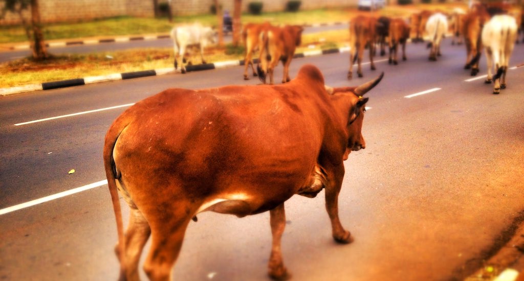 leather workers  flayers are victims of thick skinned polity