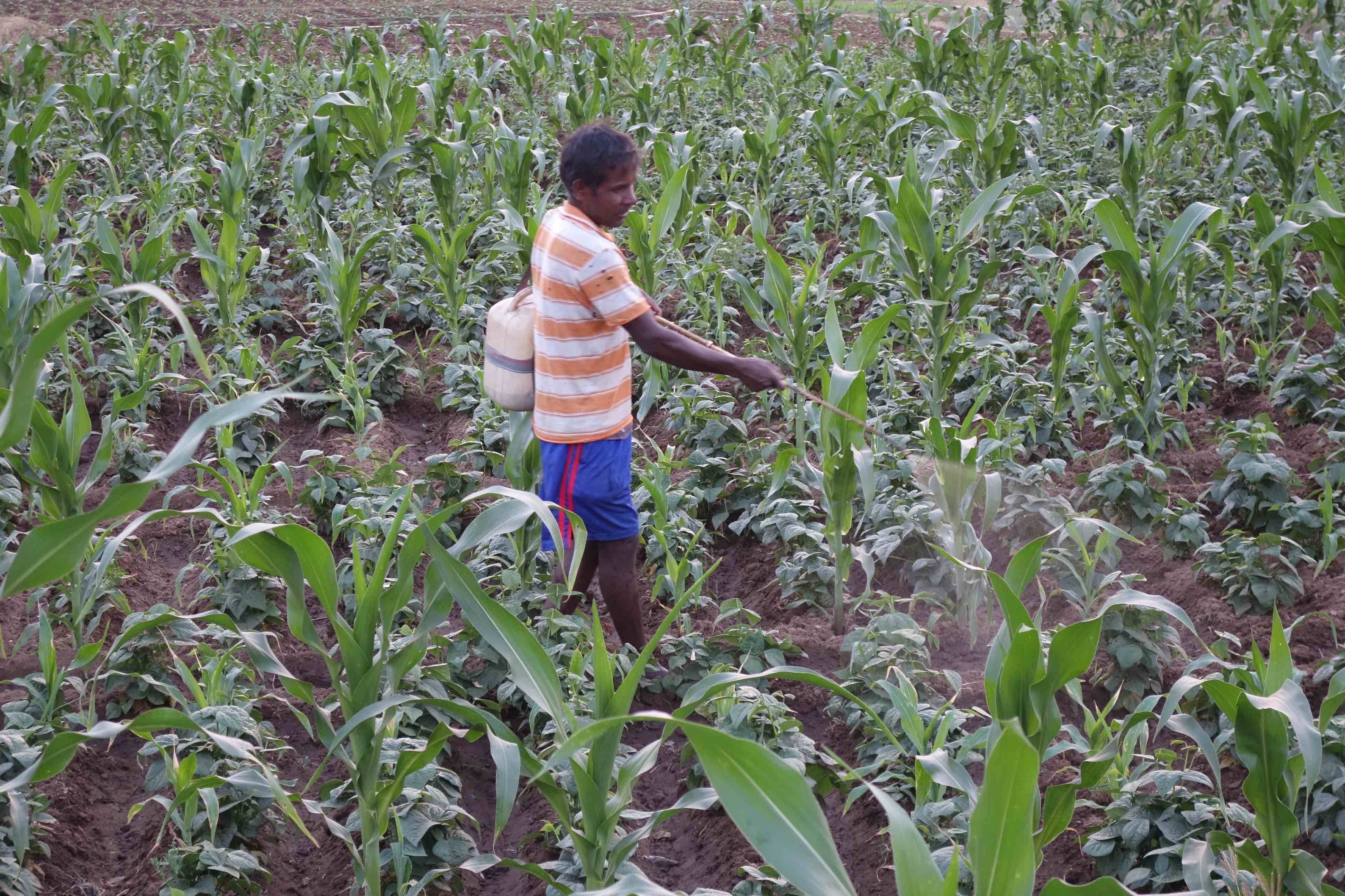 A farmer in Jharkhand spraying pesticides. Credit: Joe Hill