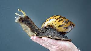 monsoon rainfall recorded by indian giant snails  century old shells