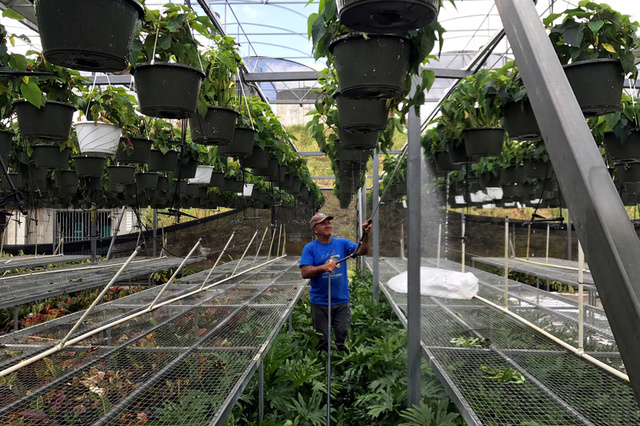 Hector Santiago, a horticulturist, waters plants at his nursery that is powered by solar energy, after Hurricane Maria hit Puerto Rico in Barranquitas, south of San Juan, Puerto Rico, October 3, 2017. Credit: Reuters