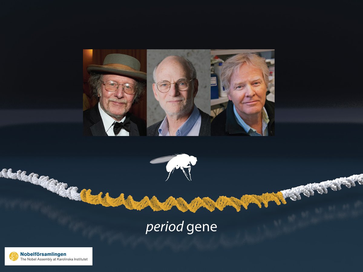 2017 Medicine Laureates Jeffrey C. Hall, Michael Rosbash and Michael W. Young. Source: nobelprize.org