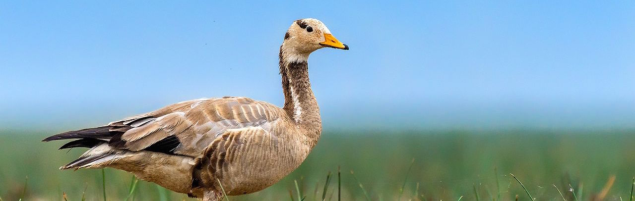 how do birds survive at high altitudes 