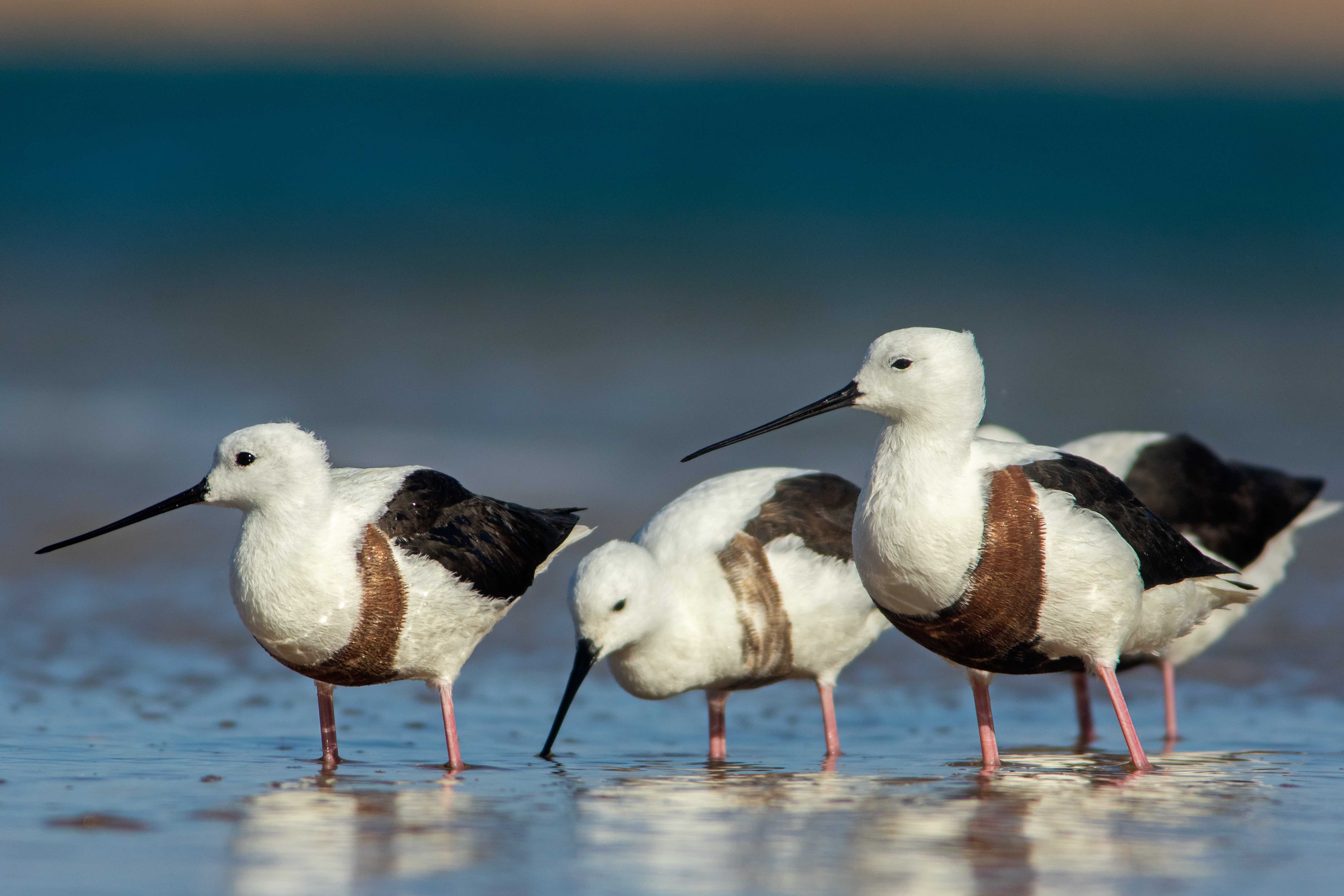 The Baffling Breeding Habits of the Banded Stilts, Rain-Chasers of the ...
