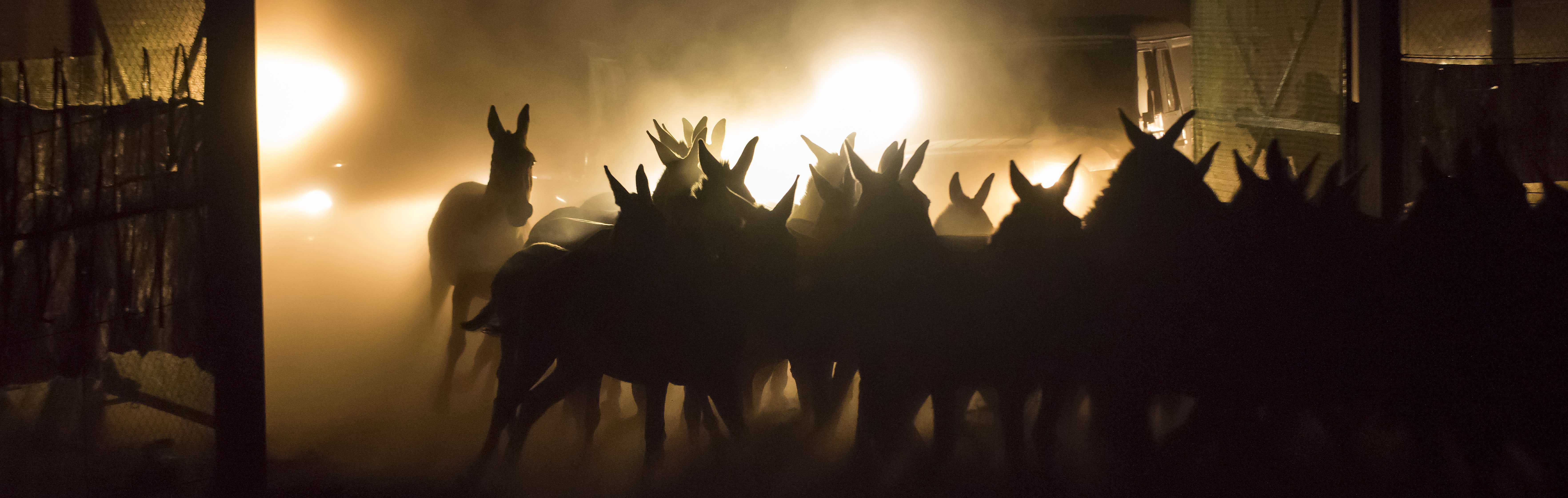 how a wild ass hunted out by history is being brought back to kazakhstan