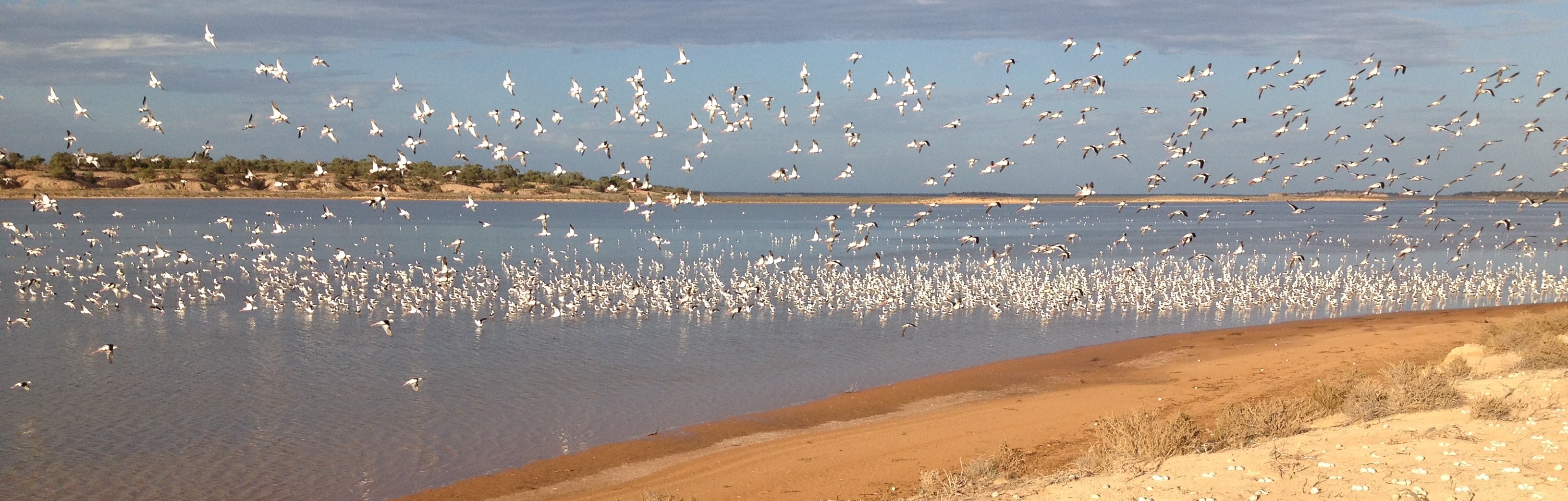 the baffling breeding habits of the banded stilts  rain chasers of the bird world