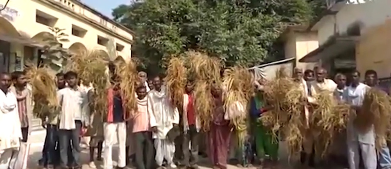 after crop disease destroys harvest  up farmers left with empty stomachs and grain stores