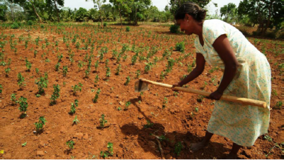 Tillage and ploughing. Source: Practical Action