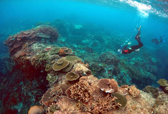 FILE PHOTO: Peter Gash, owner and manager of the Lady Elliot Island Eco Resort, snorkels during an inspection of the reef's condition in an area called the 'Coral Gardens' located at Lady Elliot Island and north-east from the town of Bundaberg in Queensland, Australia, June 11, 2015. Credit: Reuters/David Gray/File Photo