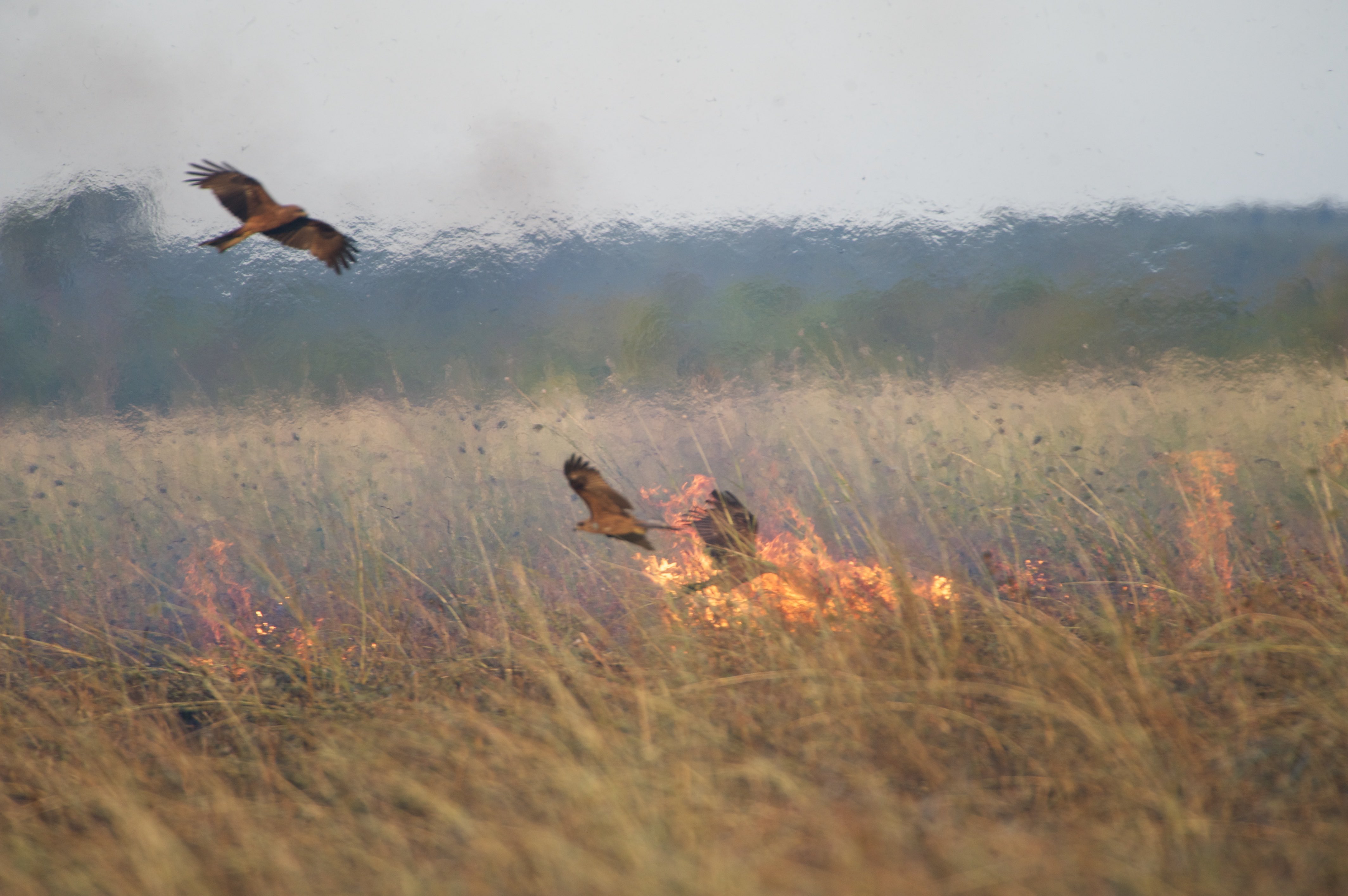 Black kites on the lookout for prey at a fire. Credit: Bob Gosford