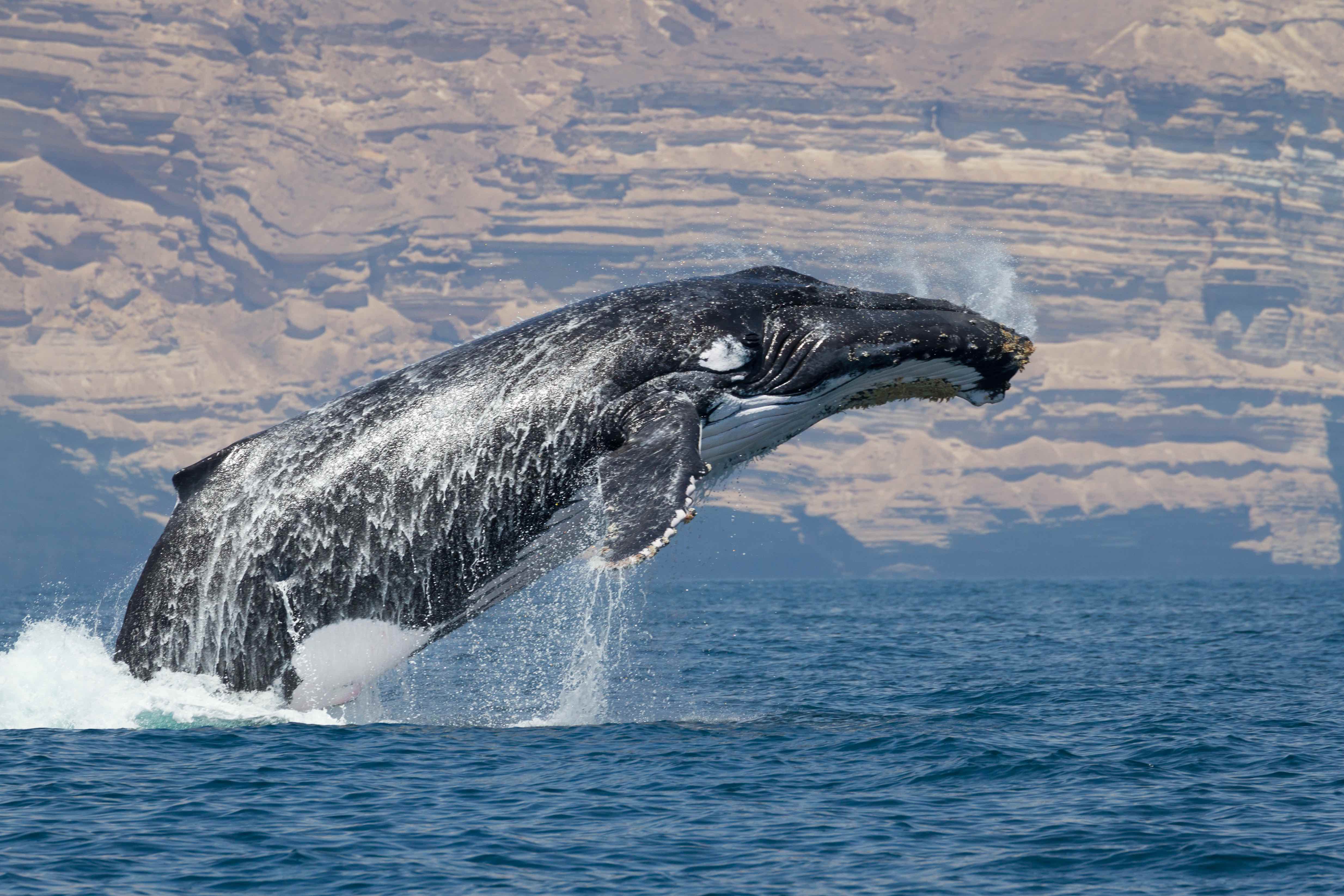 A humpback whale in the Arabian Sea. Credit: Darryl MacDonald