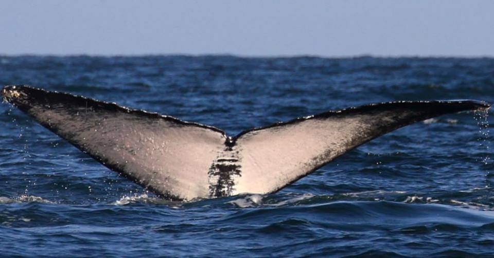 The tail fluke of Luban showing the tree-shaped marking. Credit: Environment Society of Oman