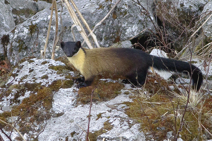 A yellow-throated Marten at the Pangolakha Wildlife Sanctuary, East Sikkim, in March 2016. Credit: Dibyendu Ash/Wikimedia Commons, CC BY-SA 4.0
