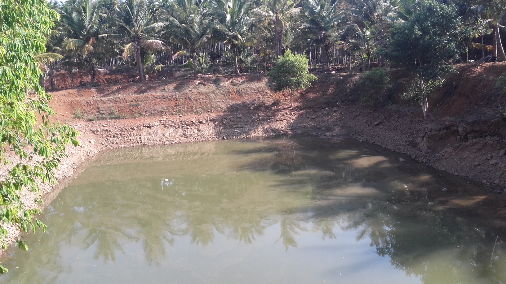 The farm pond used to help irrigate the crop. Credit: Special arrangement