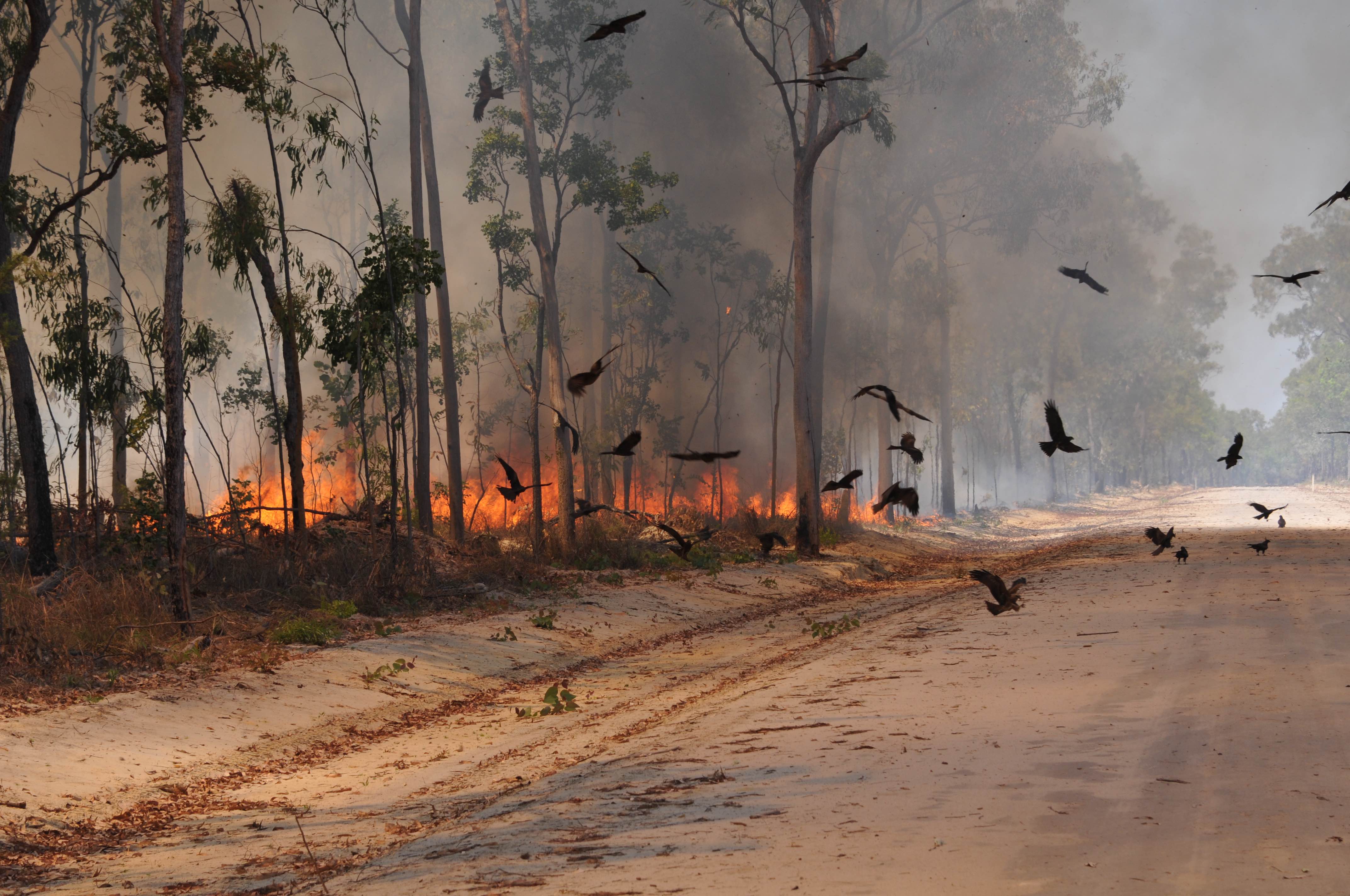 Kites hunting along a fire front. Credit: Dick Eussen