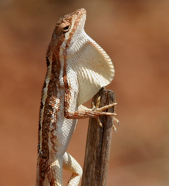 Image of a fan-throated lizard. Credit: Wikipedia