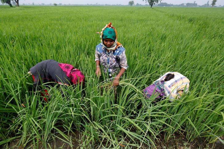 Labourers remove dried grass from a rice field on the outskirts of Ahmedabad, India, August 30, 2016. Credit: Reuters/Amit Dave/Files
