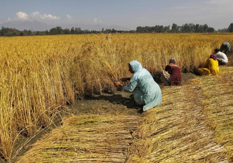 Kashmiri farmers harvest paddy crops on the outskirts of Srinagar September 14, 2015. Credit: Reuters/Danish Ismail