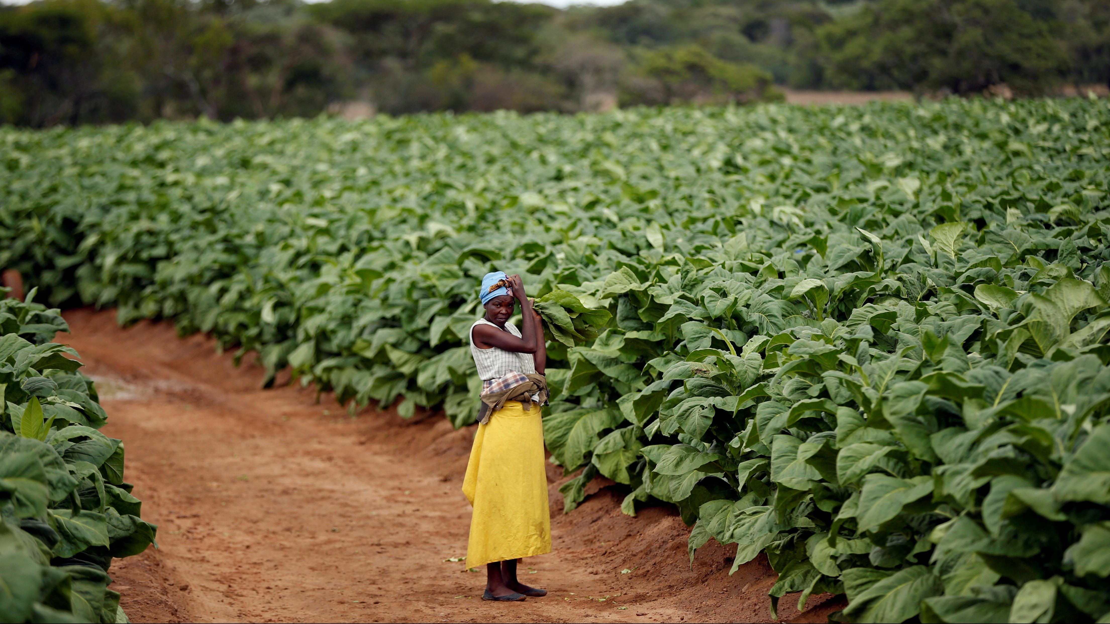 It's Time for Malawi to Quit Tobacco