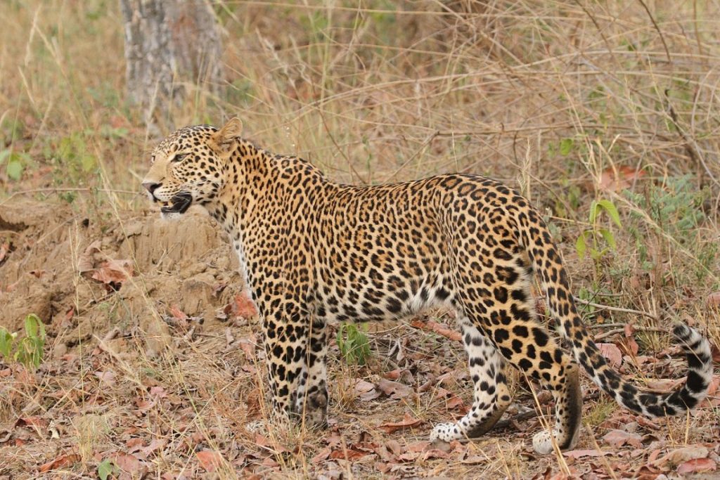An Indian leopard (Pantera pardus fusca) in Satpura National Part, Madhya Pradesh. Credit: Davidvraju/Flickr, CC BY-SA 4.0