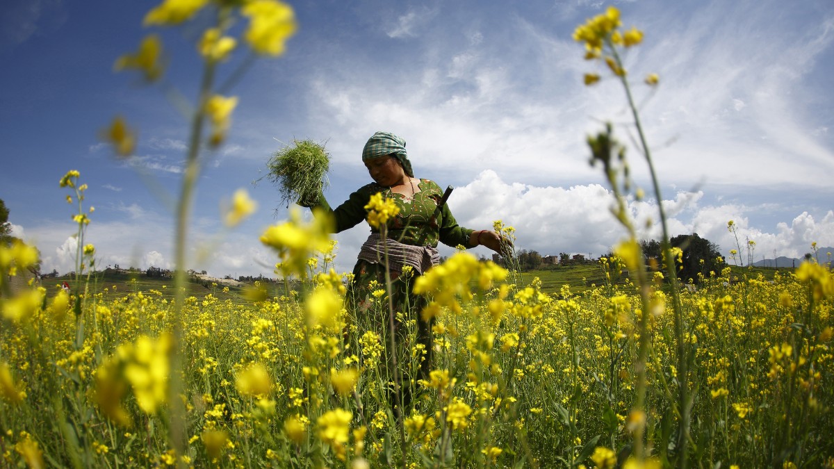 A woman works in a field of mustard. Credit: Reuters