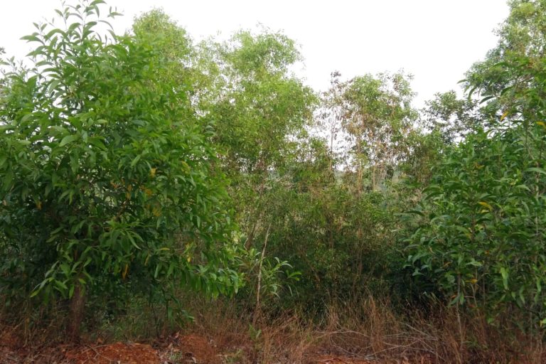 Invasive Plant Species Are Creeping Into Kerala After the Floods - The Wire