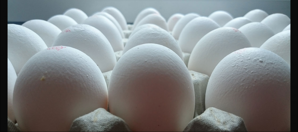 Eggs Off the Plate? The Science Behind the Mid-day Meal Debate