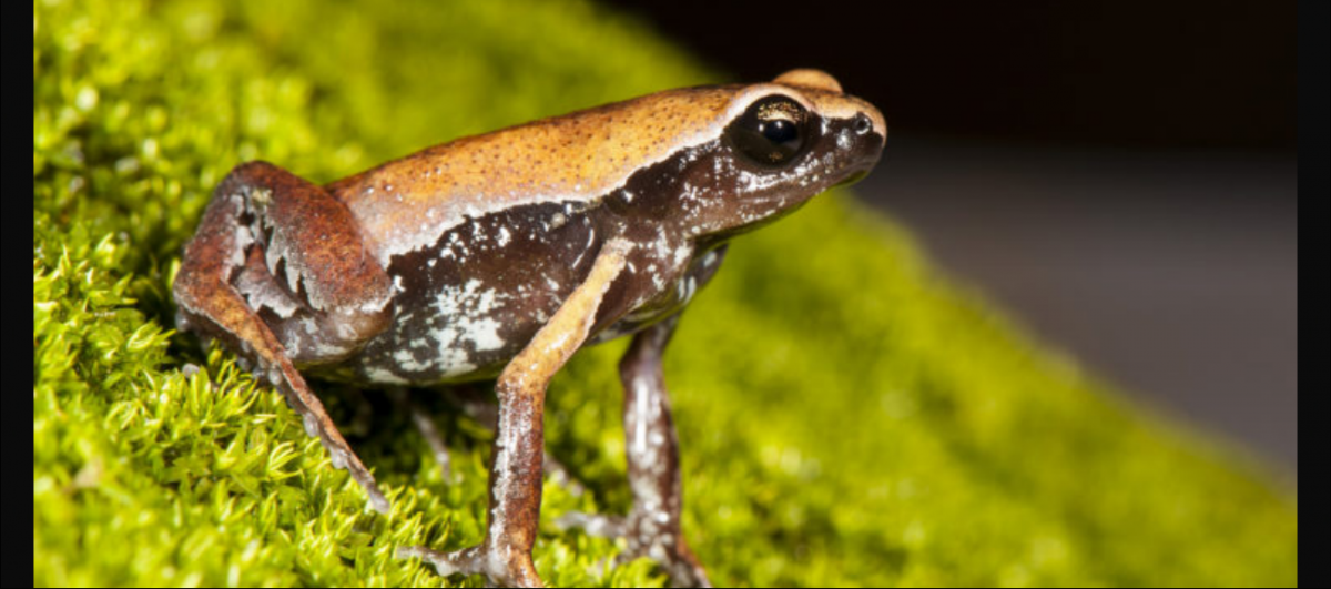 Frog Stalk Insect A ‘Mysterious’ New Frog Species With Hidden Spots and an Insect-Like ...