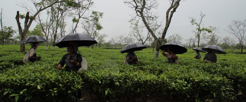 Tea plantation workers in Assam pluck leaves while it rains. Credit: Nazdeek
