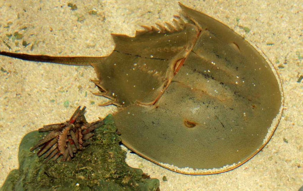 In a sea ranching project launched in 2017 by the horseshoe crab research group, around 50,000 juveniles raised in the laboratories were released in the two years since the project’s inception. Source: Pixabay