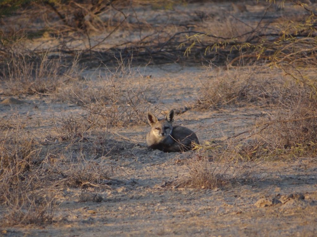 An Indian fox. Photo: Kadambari Devarajan