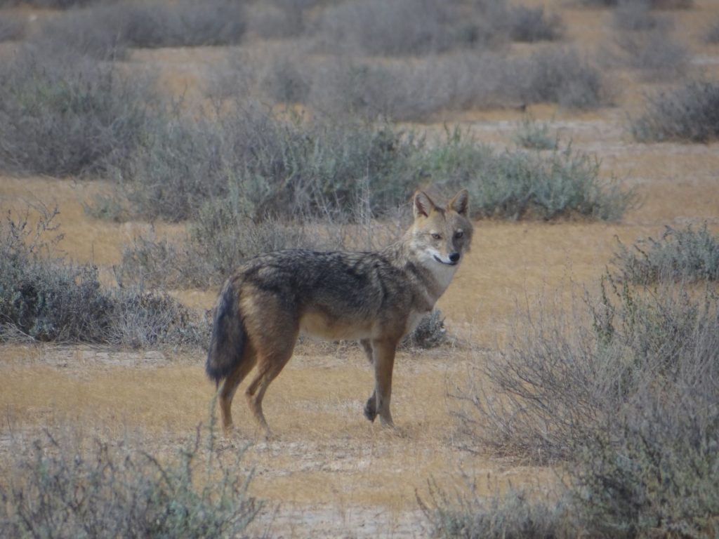 A golden jackal. Photo: Kadambari Devarajan