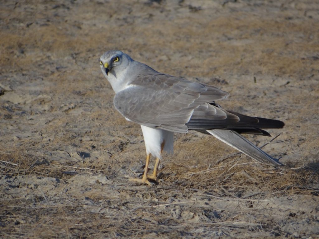 A pallid harrier. Photo: Kadambari Devarajan