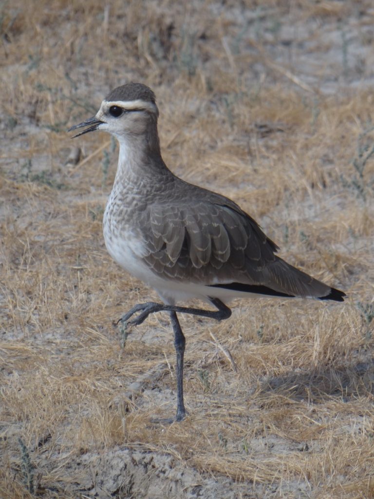 A sociable lapwing. Photo: Kadambari Devarajan