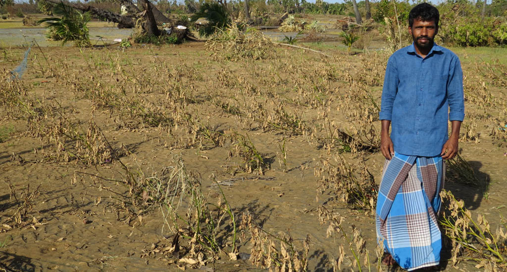 Brinjal plants floods