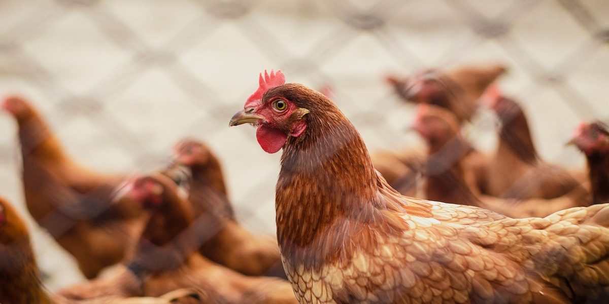 Meat Retailers Hit as Weak Monsoon, Demand For Ethanol Lead to Increase in Poultry Feed Prices