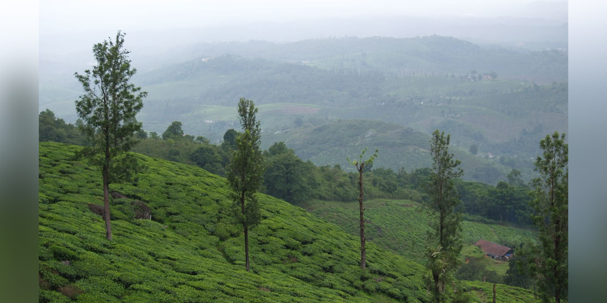 Wayanad Rural Area Wayanad Village Hit By Landslides Figures in Sixth Western Ghats ...