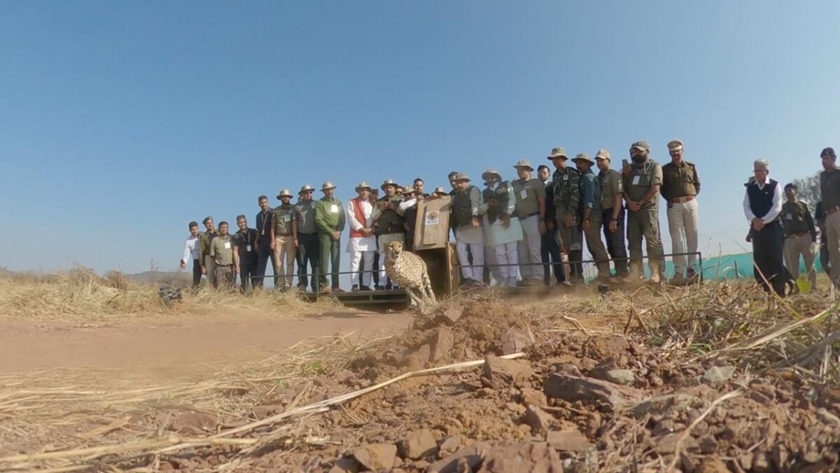 Project Cheetah Kuno National Park