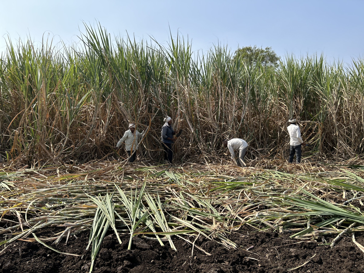 Special | The Deadly Toll of Sugar on Marathwada's Soil - The Wire