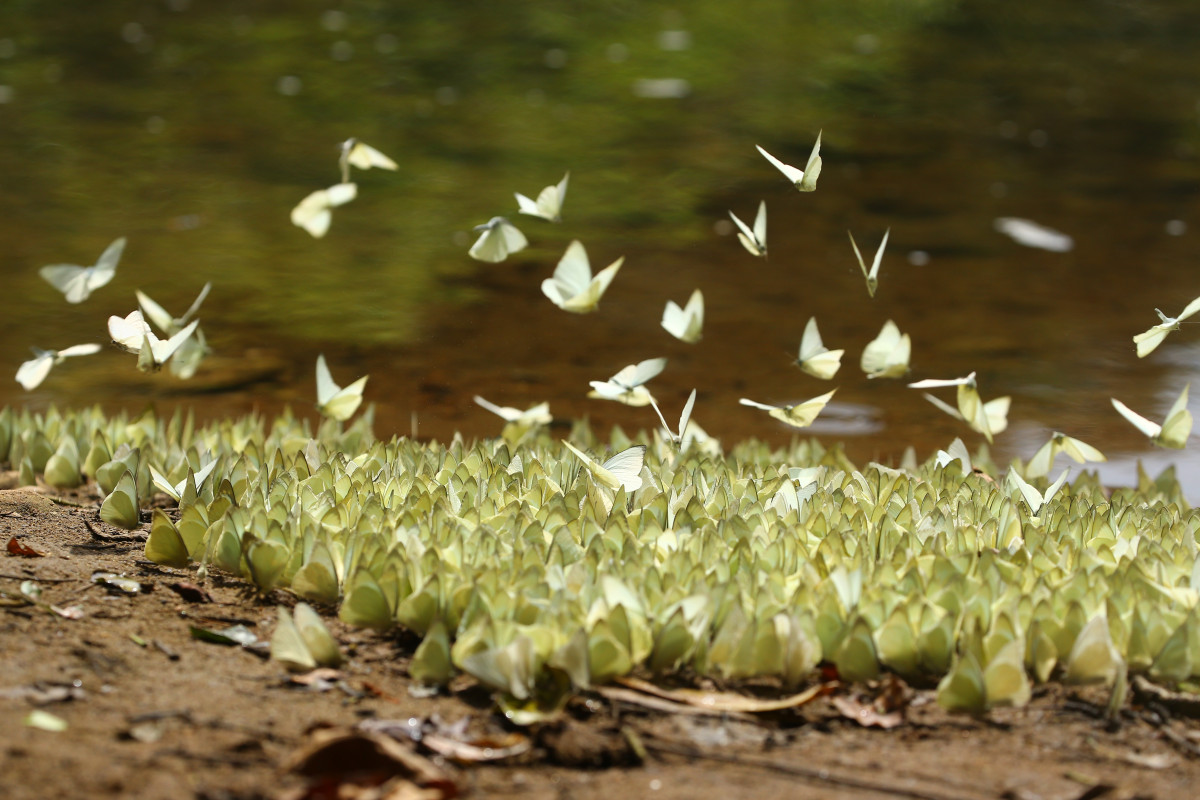 Kerala’s First Butterfly Sanctuary | Finology Legal