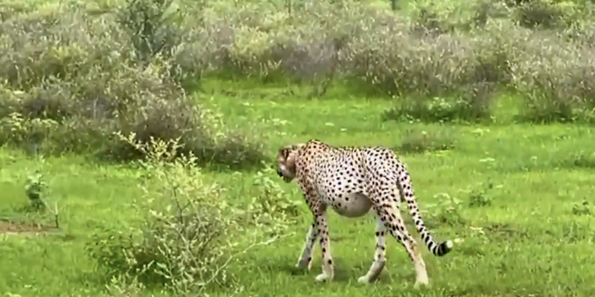 Cheetah Goes Off Monitoring Radar For Nearly A Week in Kuno, Forest Staff Start Search
